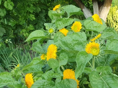 25053 Соняшник Ведмежатко 