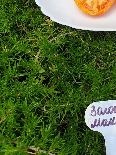 1382 Золото Маккени