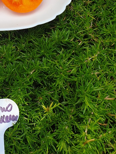 1382 Золото Маккени