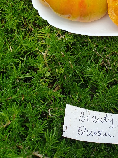 1069 Beauty Queen (Королева краси)