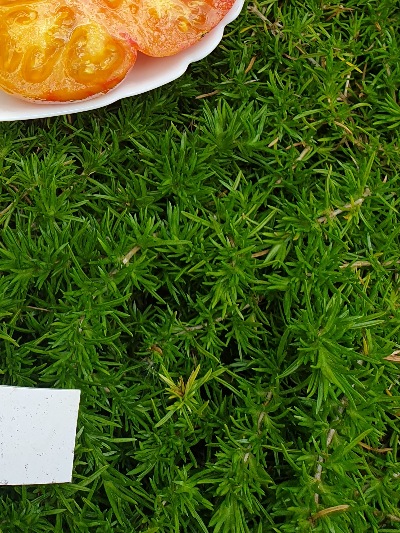 1069 Beauty Queen (Королева краси)