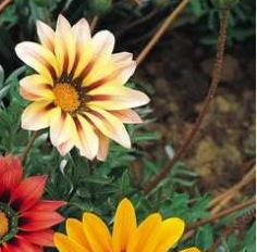 25049 Газанія Сонячне Світло  