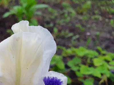 120 Bluebeard’s Ghost