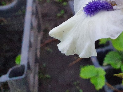 120 Bluebeard’s Ghost