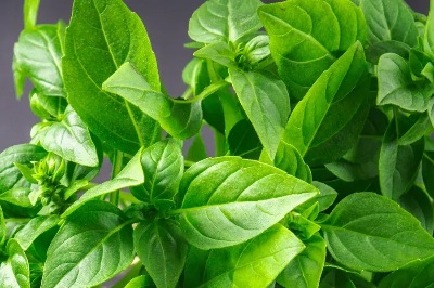 25746 Базилік Лимонний Лімонетте