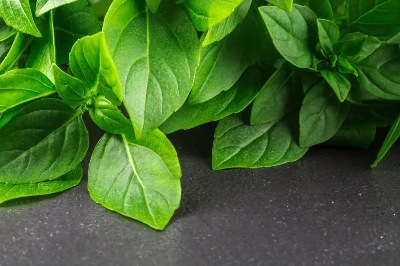 25746 Базилік Лимонний Лімонетте