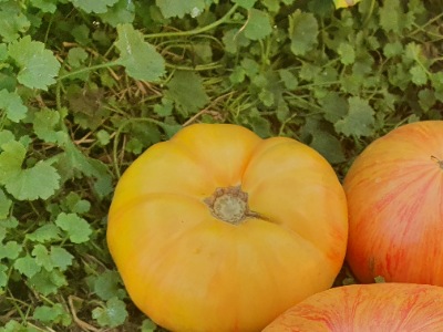 1351 Rosapo del Campo