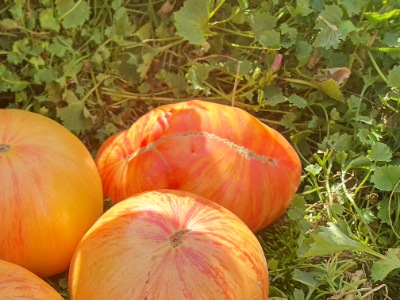 1351 Rosapo del Campo