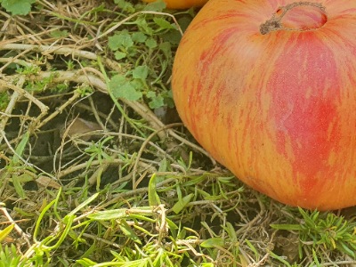 1351 Rosapo del Campo