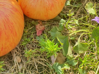 1351 Rosapo del Campo