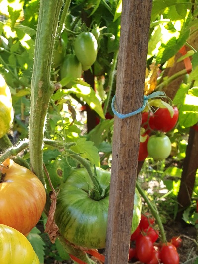 1351 Rosapo del Campo