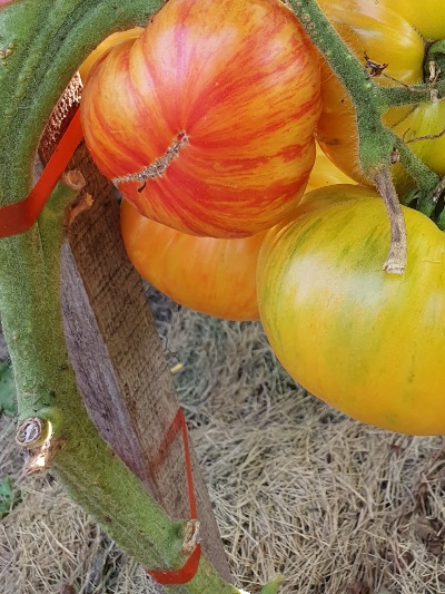 1351 Rosapo del Campo