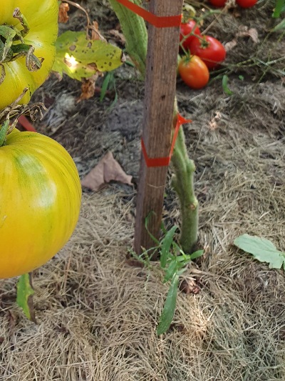 1351 Rosapo del Campo