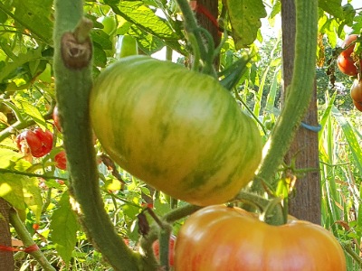 1351 Rosapo del Campo