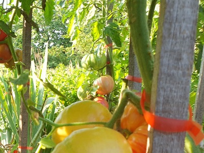 1351 Rosapo del Campo