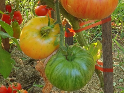 1351 Rosapo del Campo