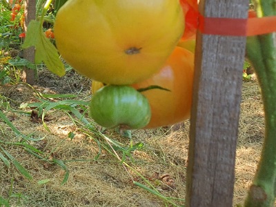 1351 Rosapo del Campo