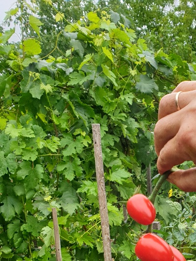 1130 Tomatoberry (Томатобері)