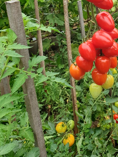 1130 Tomatoberry (Томатобері)