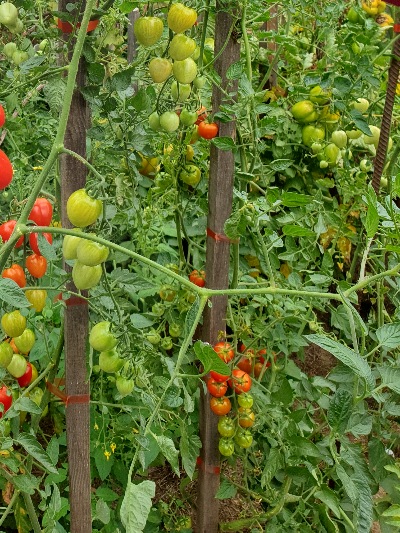 1130 Tomatoberry (Томатобері)