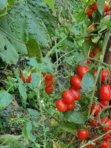 1367 Cherry Yubbi (Вишня Юббі)