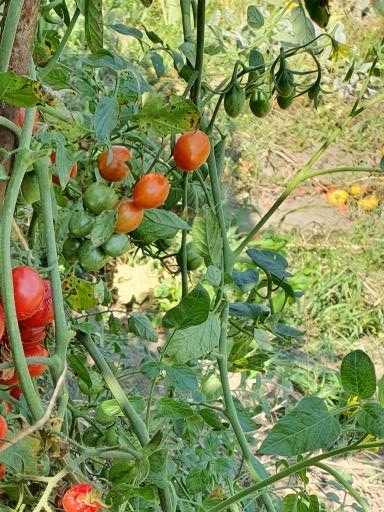 1367 Cherry Yubbi (Вишня Юббі)
