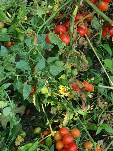 1367 Cherry Yubbi (Вишня Юббі)