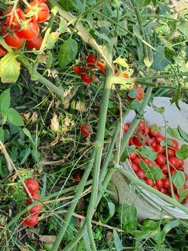 1367 Cherry Yubbi (Вишня Юббі)
