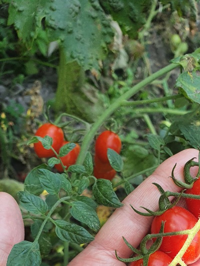 1367 Cherry Yubbi (Вишня Юббі)