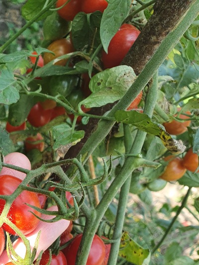 1367 Cherry Yubbi (Вишня Юббі)