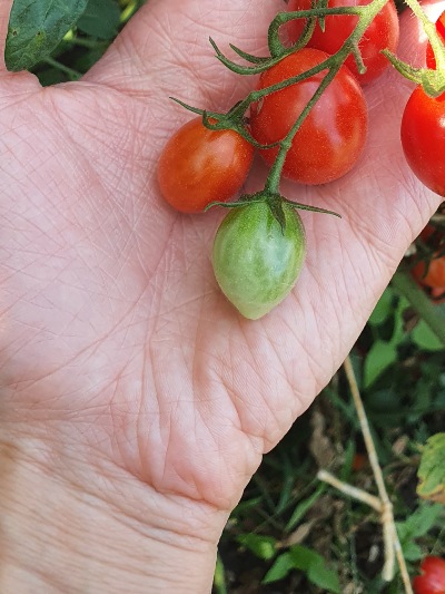 1367 Cherry Yubbi (Вишня Юббі)