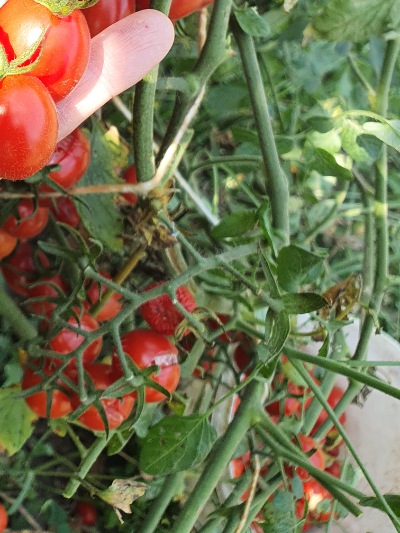 1367 Cherry Yubbi (Вишня Юббі)