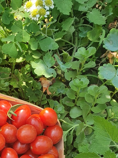 1367 Cherry Yubbi (Вишня Юббі)