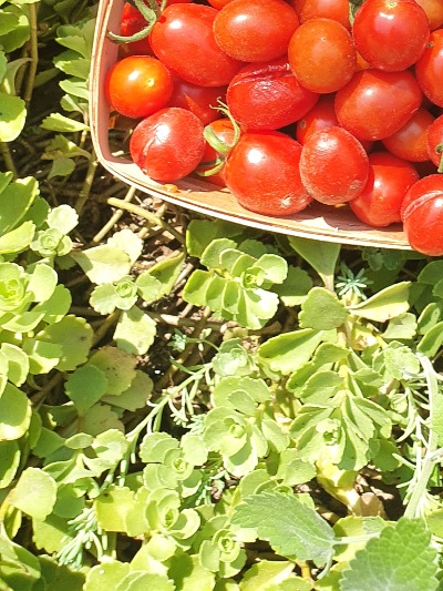 1367 Cherry Yubbi (Вишня Юббі)