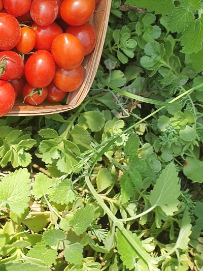 1367 Cherry Yubbi (Вишня Юббі)