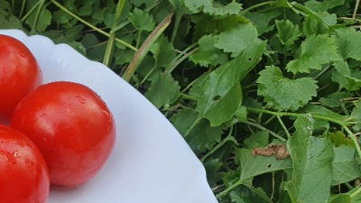 25397 Бурківський ранній (Бурковский ранний)