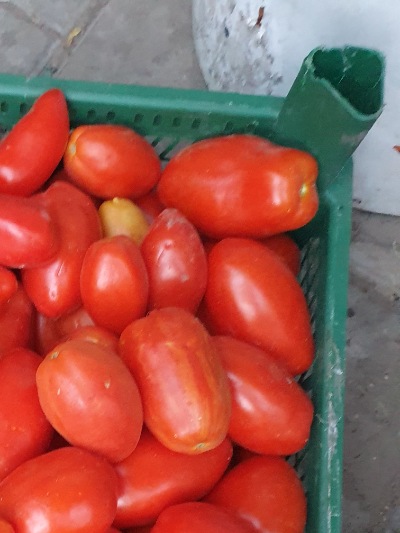 25493 Ранній консервний