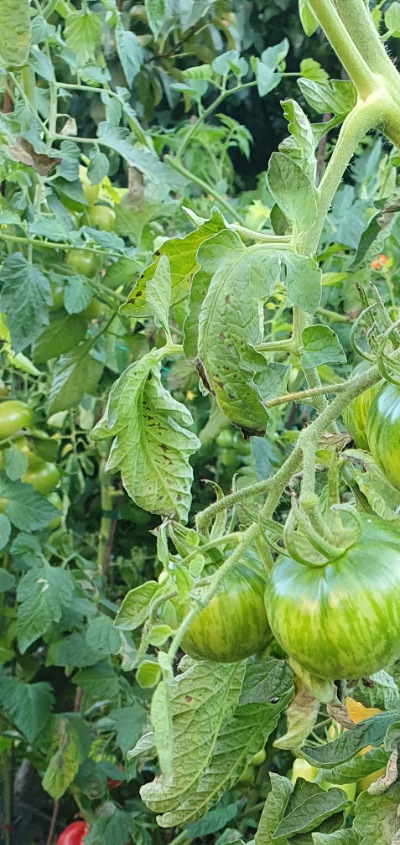 1207 AAA Sweet solano (ААА Солодкий Солано)