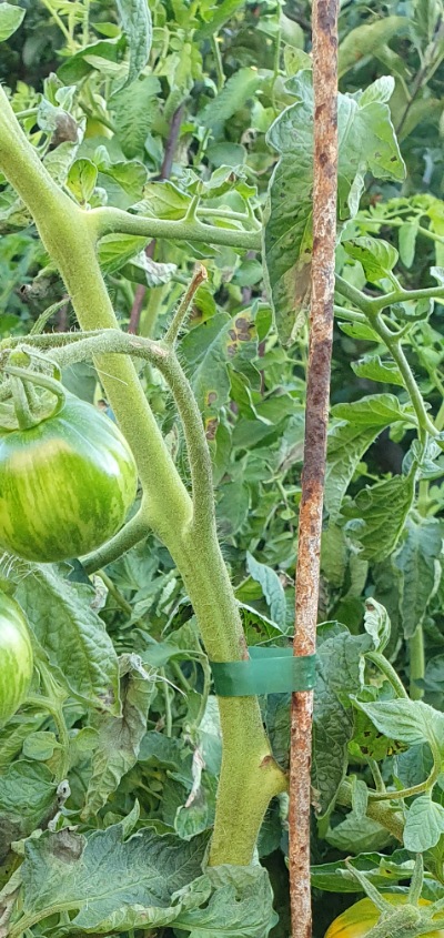 1207 AAA Sweet solano (ААА Солодкий Солано)