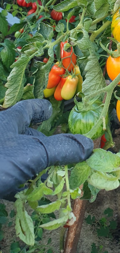 1207 AAA Sweet solano (ААА Солодкий Солано)