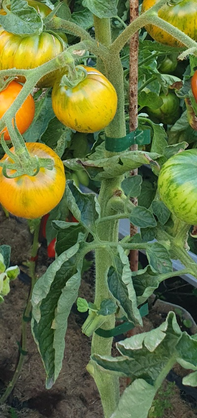 1207 AAA Sweet solano (ААА Солодкий Солано)