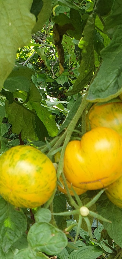 1207 AAA Sweet solano (ААА Солодкий Солано)