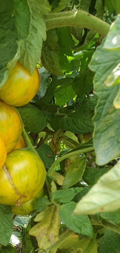 1207 AAA Sweet solano (ААА Солодкий Солано)