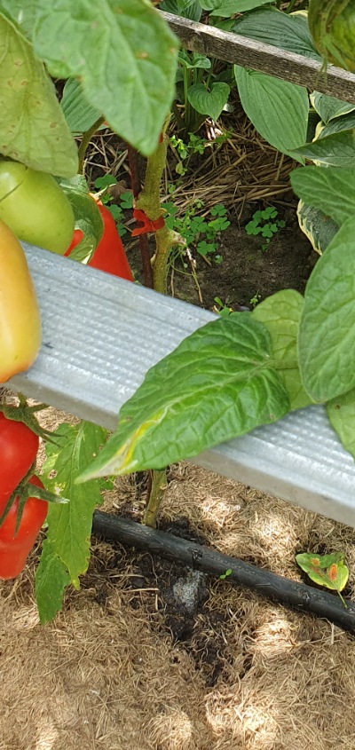 1207 AAA Sweet solano (ААА Солодкий Солано)