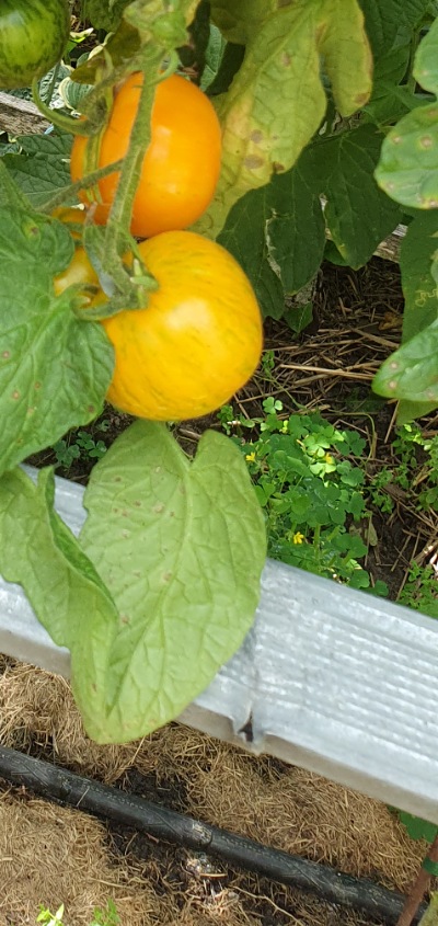 1207 AAA Sweet solano (ААА Солодкий Солано)