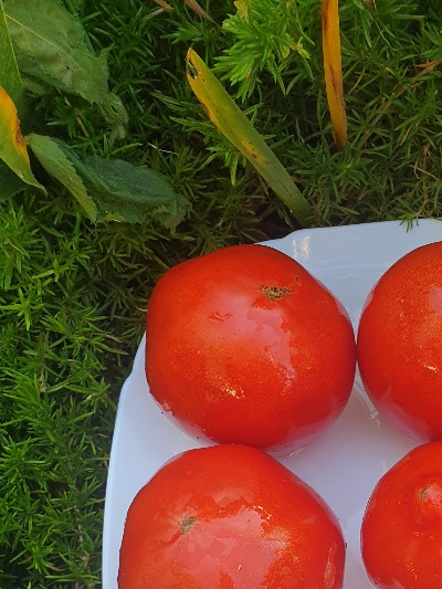 25605 Amos Coli (Амос Колі) 