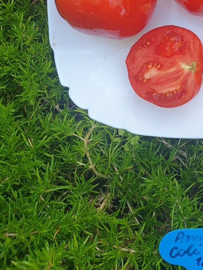 25605 Amos Coli (Амос Колі) 