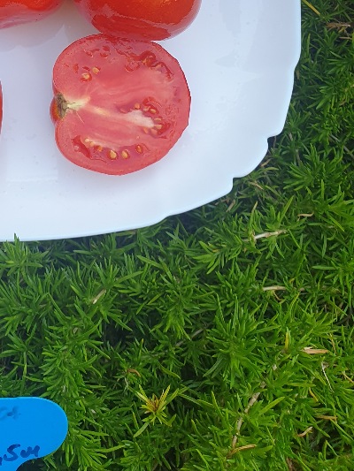 25605 Amos Coli (Амос Колі) 