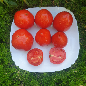 Насіння помідору Amos Coli (Амос Колі) 