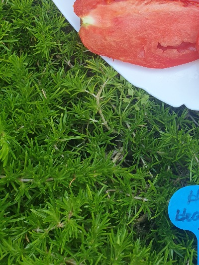 25383 Hog Heart (Серце Борова)